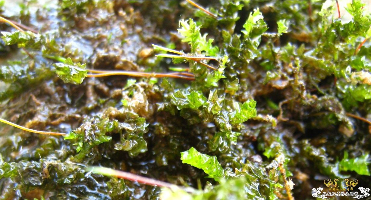 黄山游系列4庐山-黄龙潭