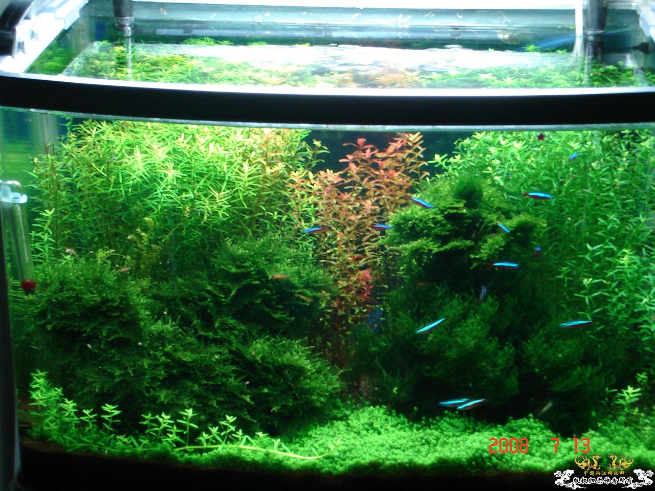 炎炎夏日，也上我的2个缸！！！！！！！！！！！！