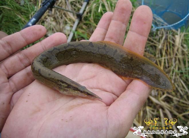 钓刺鳅！