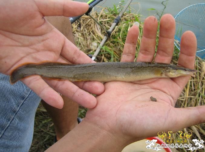钓刺鳅！