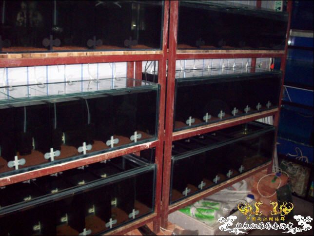 俺的国斗坊终于开张了