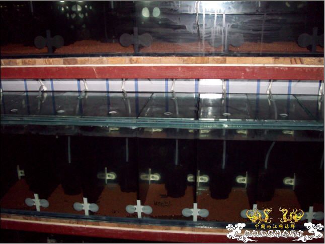 俺的国斗坊终于开张了