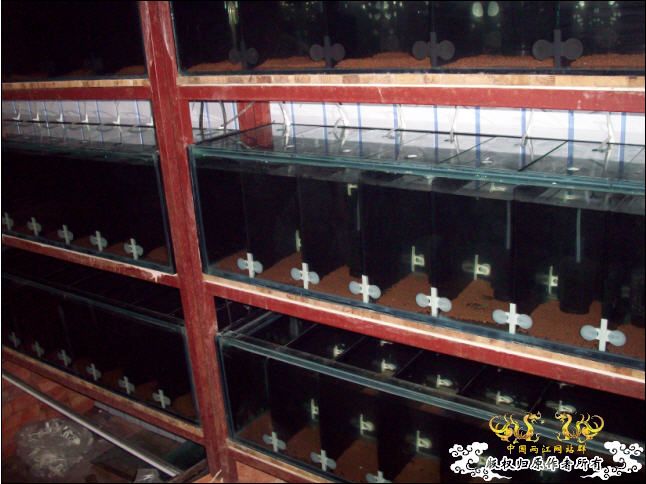 俺的国斗坊终于开张了