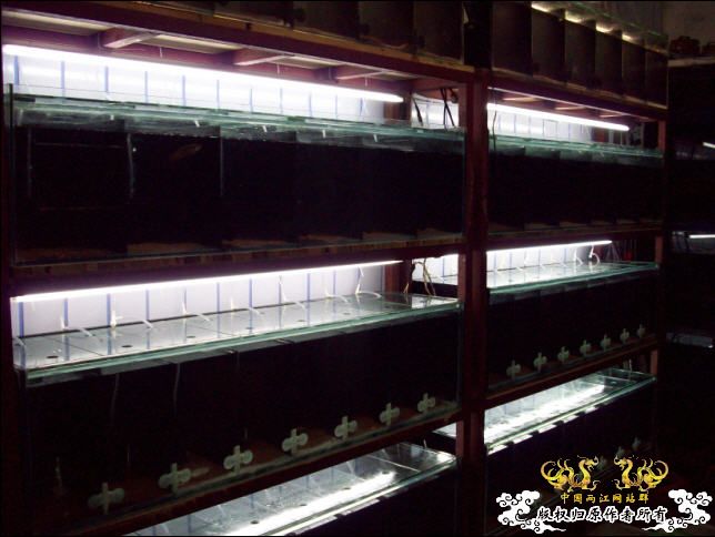 俺的国斗坊终于开张了