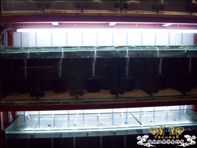 俺的国斗坊终于开张了