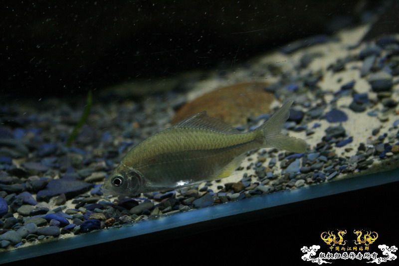 大鳍鱊的少见体型