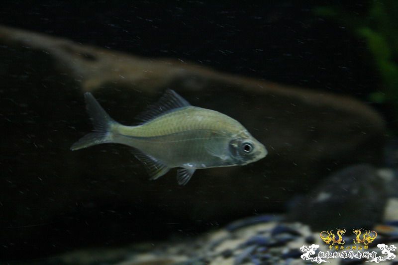 大鳍鱊的少见体型