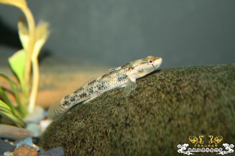 大鳍鱊的少见体型