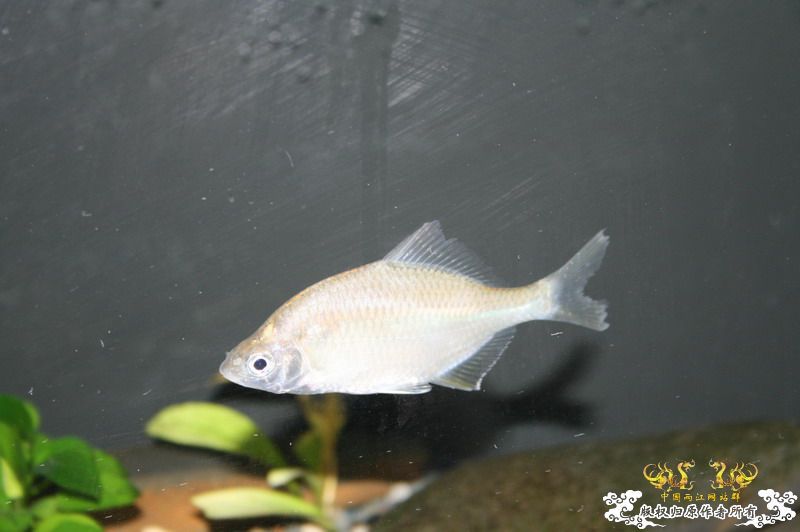 大鳍鱊的少见体型