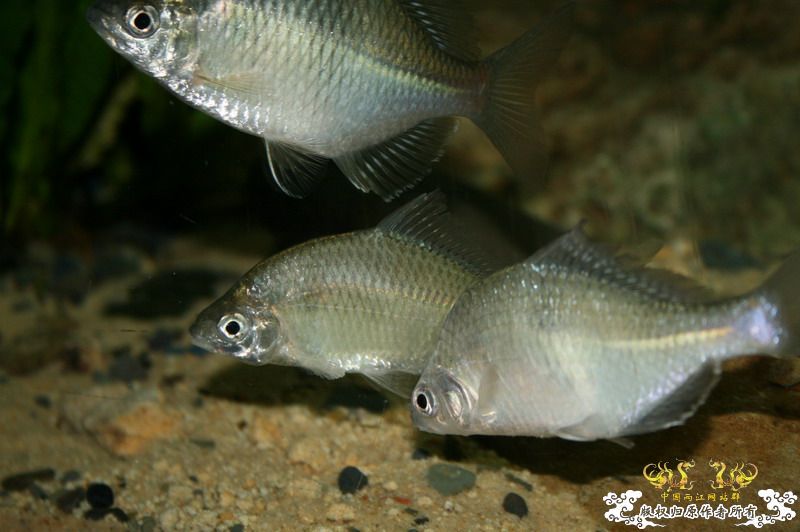 大鳍鱊的少见体型