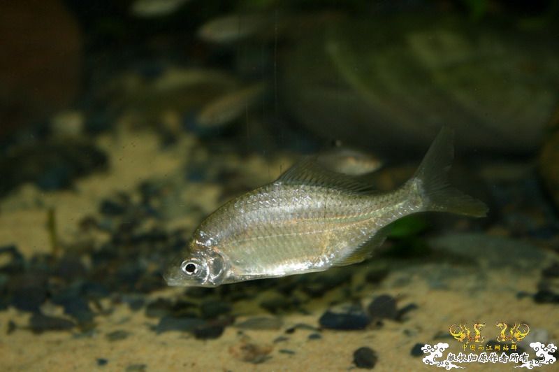 大鳍鱊的少见体型