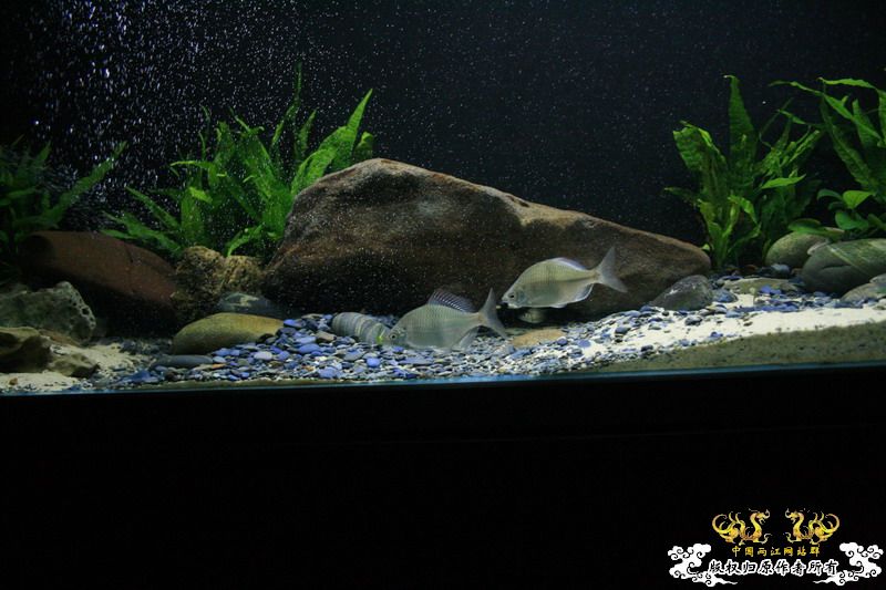 大鳍鱊的少见体型