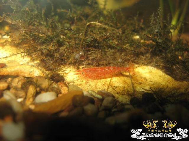 记09年7月26野采收获.