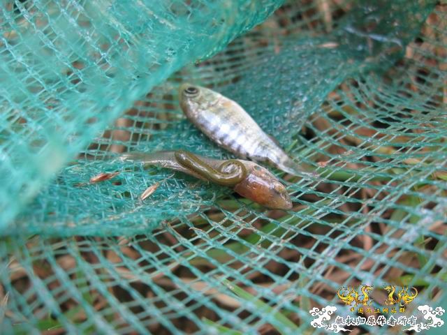 记09年7月26野采收获.