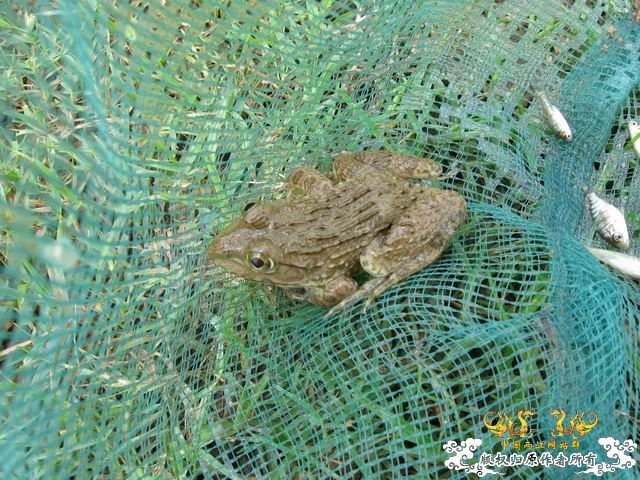 记09年7月26野采收获.