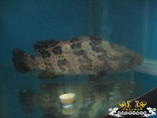 [求助]求鱼名!!!!!!!!!!!!!!!!!!!!!