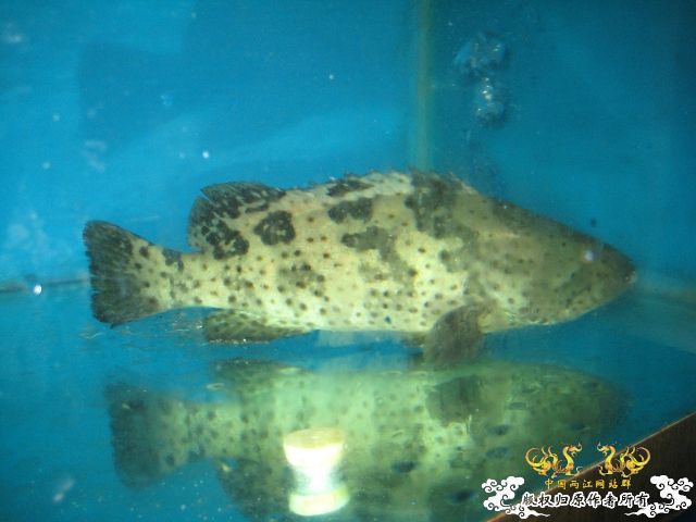 [求助]求鱼名!!!!!!!!!!!!!!!!!!!!!