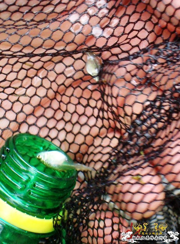 7月19-20日的野采日记（选自：红棉树巴盖日记）