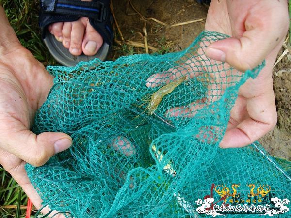 7月19-20日的野采日记（选自：红棉树巴盖日记）