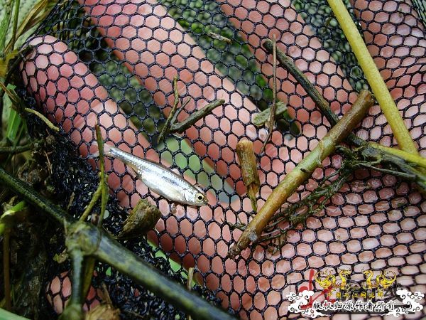 7月19-20日的野采日记（选自：红棉树巴盖日记）