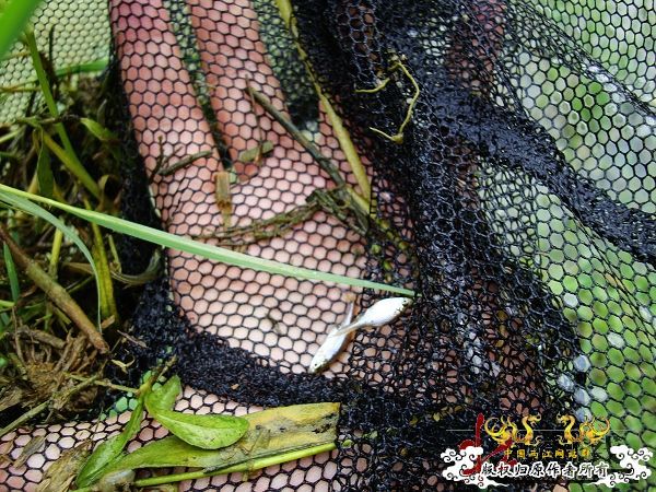 7月19-20日的野采日记（选自：红棉树巴盖日记）