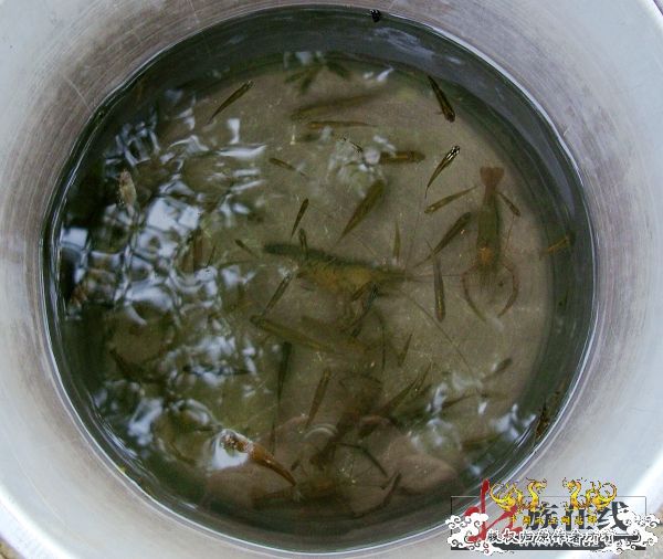 7月19-20日的野采日记（选自：红棉树巴盖日记）