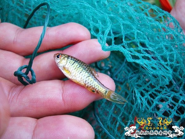 7月19-20日的野采日记（选自：红棉树巴盖日记）