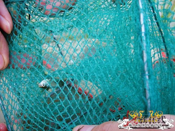 7月19-20日的野采日记（选自：红棉树巴盖日记）