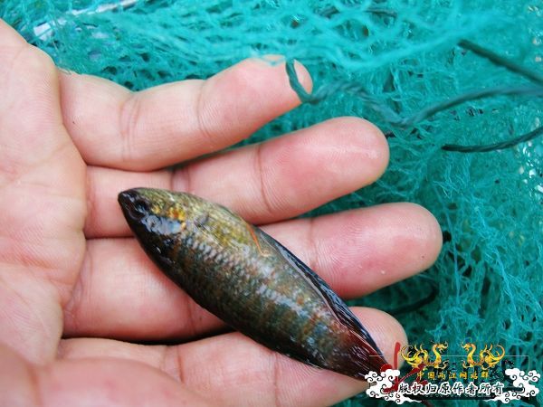 7月19-20日的野采日记（选自：红棉树巴盖日记）