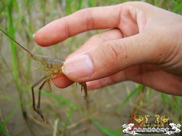 7月19-20日的野采日记（选自：红棉树巴盖日记）