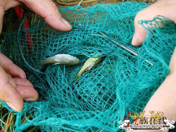 7月19-20日的野采日记（选自：红棉树巴盖日记）