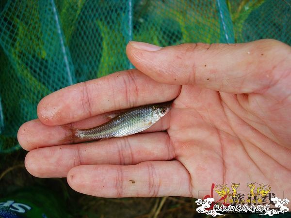 7月19-20日的野采日记（选自：红棉树巴盖日记）