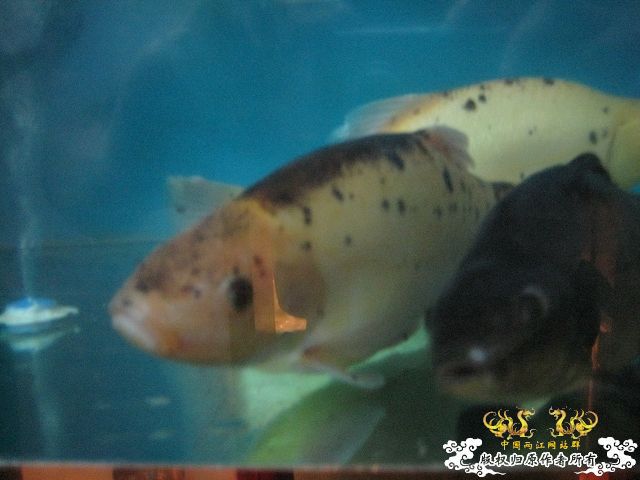 [求助]求鱼名_之二!!!!!!!!!!!!!!!!!!!!!