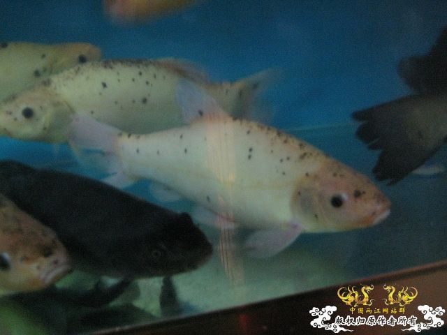 [求助]求鱼名_之二!!!!!!!!!!!!!!!!!!!!!