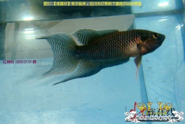 [分享]“壮家黑叉”小议