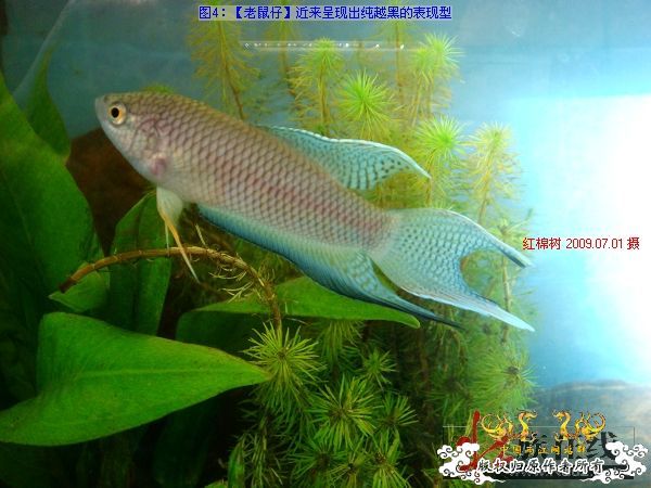 [分享]“壮家黑叉”小议