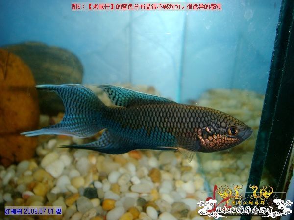 [分享]“壮家黑叉”小议