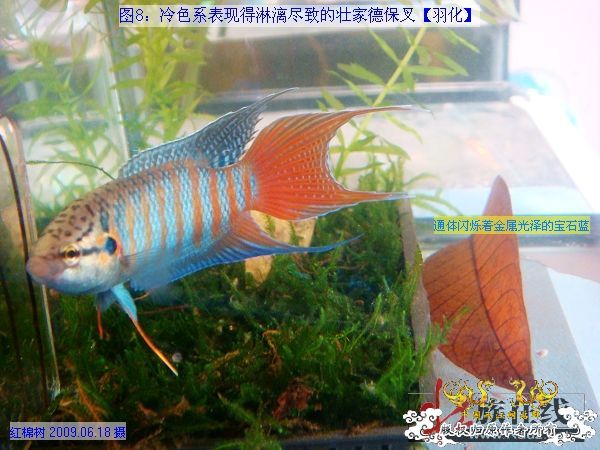 [分享]“壮家黑叉”小议