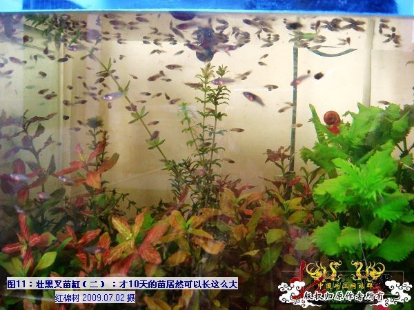 [分享]“壮家黑叉”小议