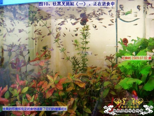 [分享]“壮家黑叉”小议