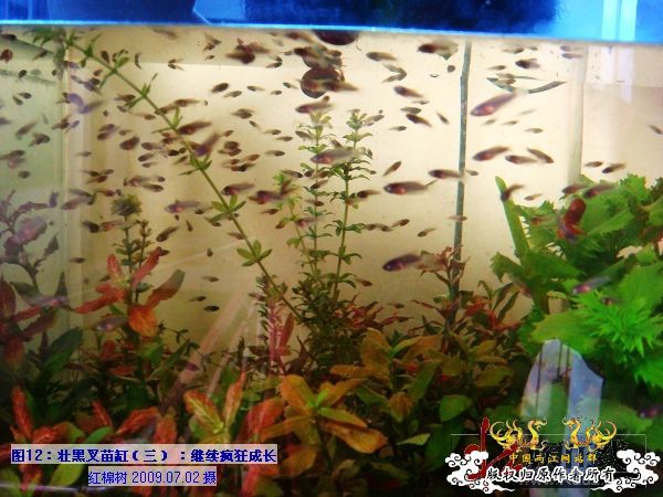 [分享]“壮家黑叉”小议