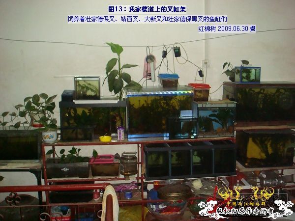 [分享]“壮家黑叉”小议