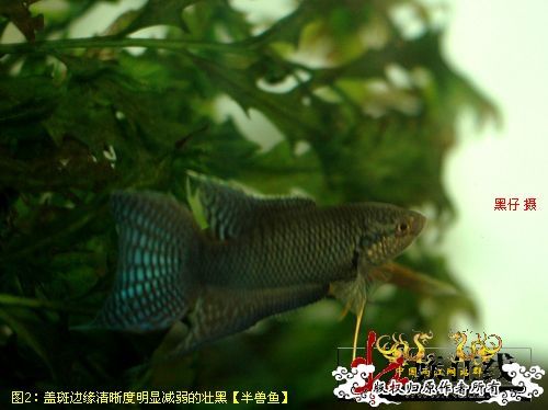 [分享]“壮家黑叉”小议