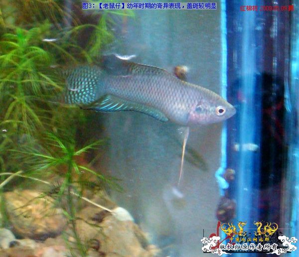 [分享]“壮家黑叉”小议