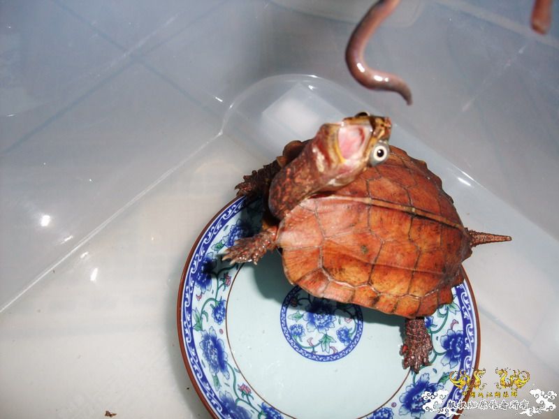 开饭
