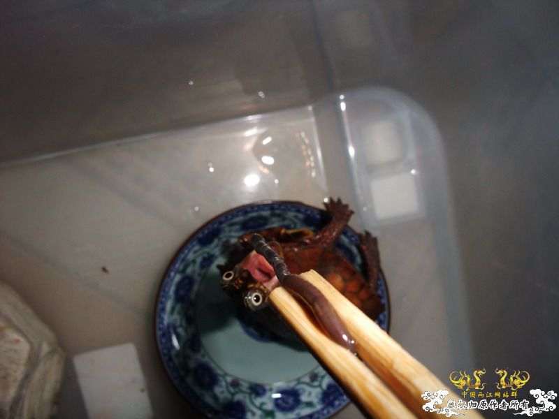 开饭