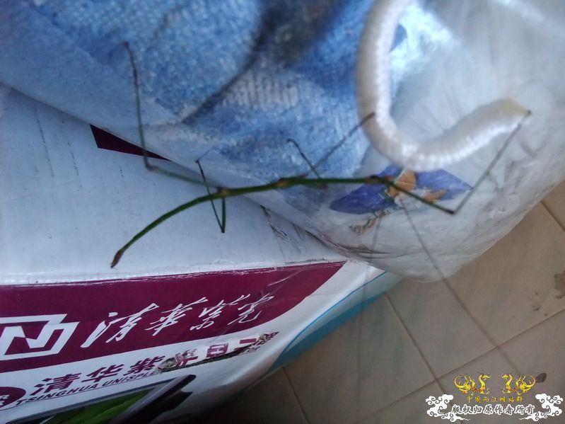 意外看到的也不知道是不是竹节虫