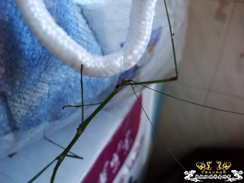 意外看到的也不知道是不是竹节虫