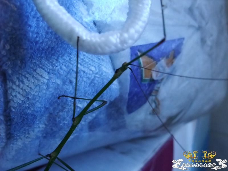 意外看到的也不知道是不是竹节虫