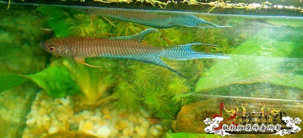 [贴图]壮家黑叉“老鼠仔”7月1号